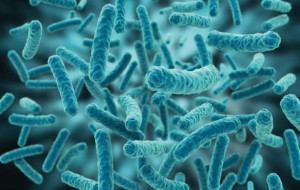 Lactobacillus paracasei CBA L74 previene le infezioni virali e batteriche nel bambino- ft Credits@CEINGE