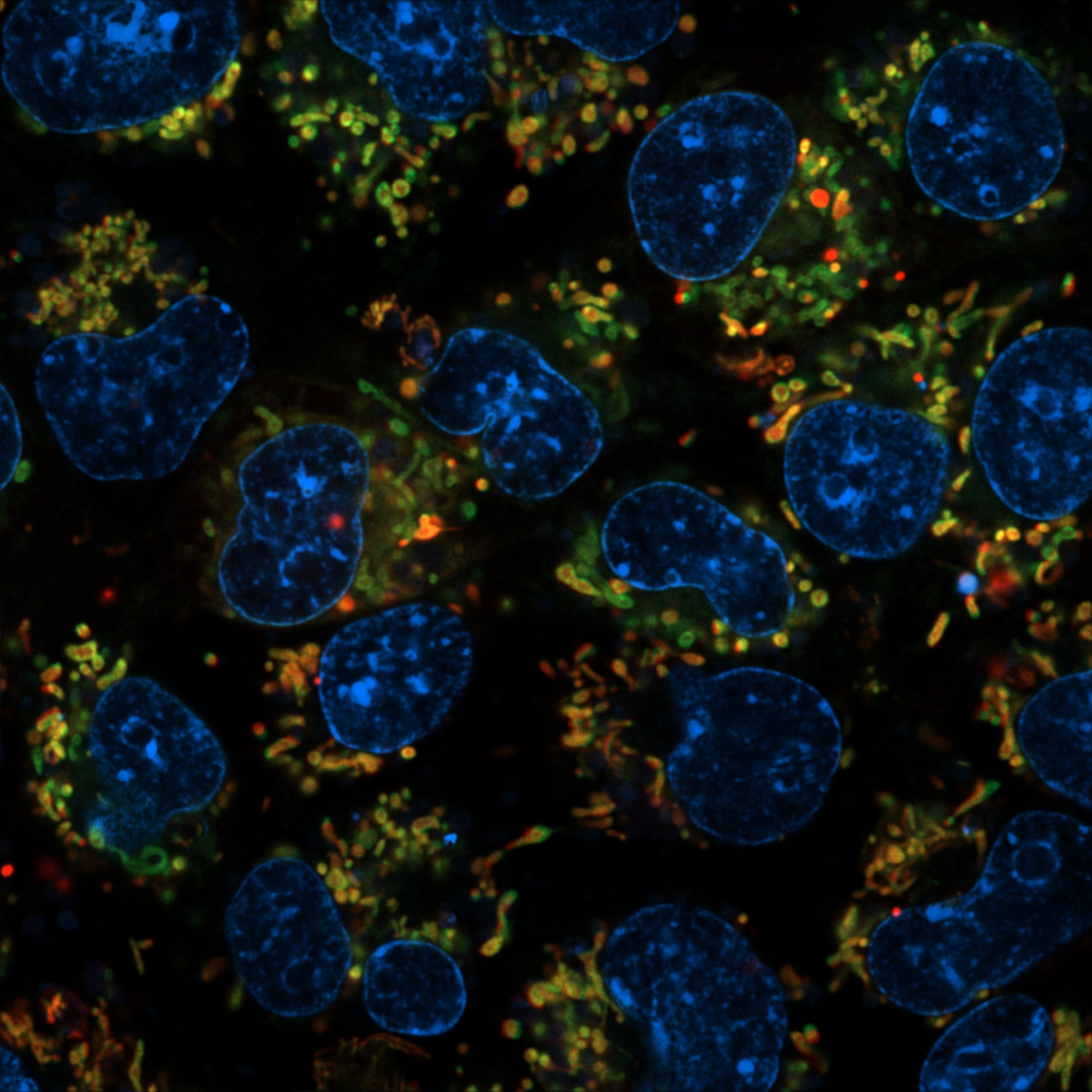 nuclei e mitocondri cellulari marcati in fluorescenza-ft credits @CEINGE -immagine soggetta a copyright