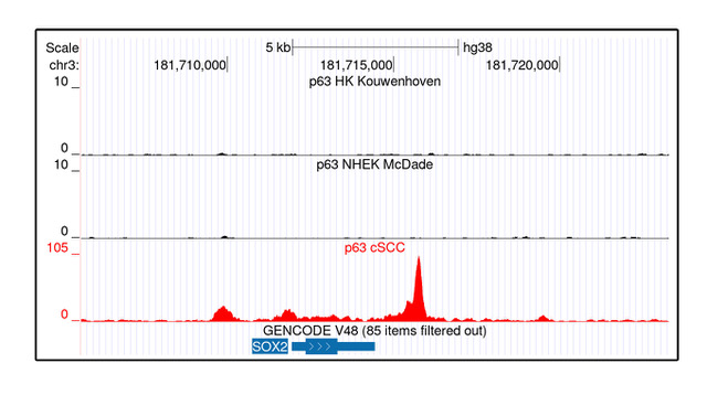 p63 binding sites in the SOX2 genomic region are detected in human cutaneous squamous cell carcinoma (cSCC) cells but are absent in normal keratinocytes, supporting a role for p63 in regulating SOX2 expression in cSCC -ft CREDITS@CEINGE
