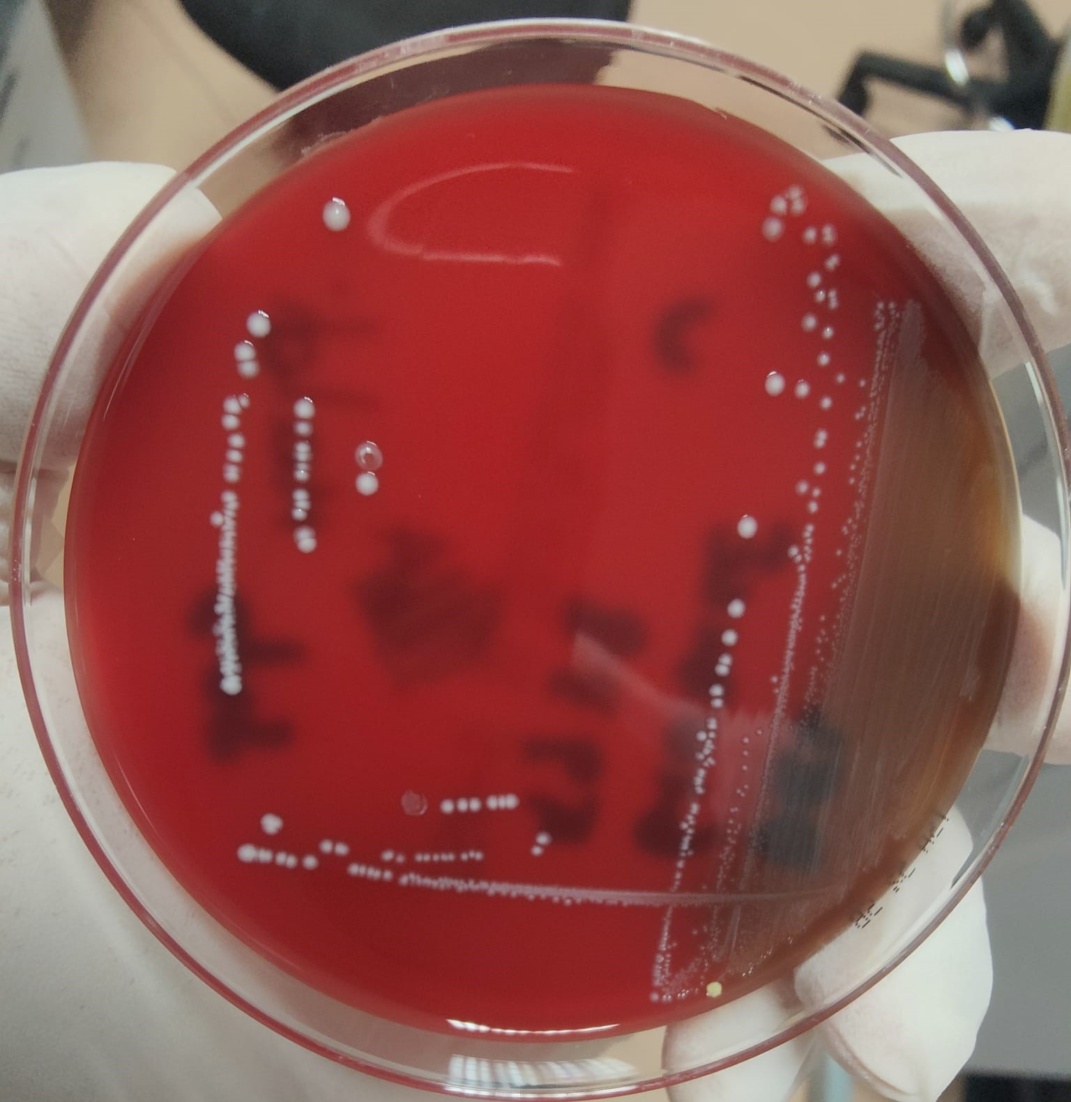 campione microbiologico puro