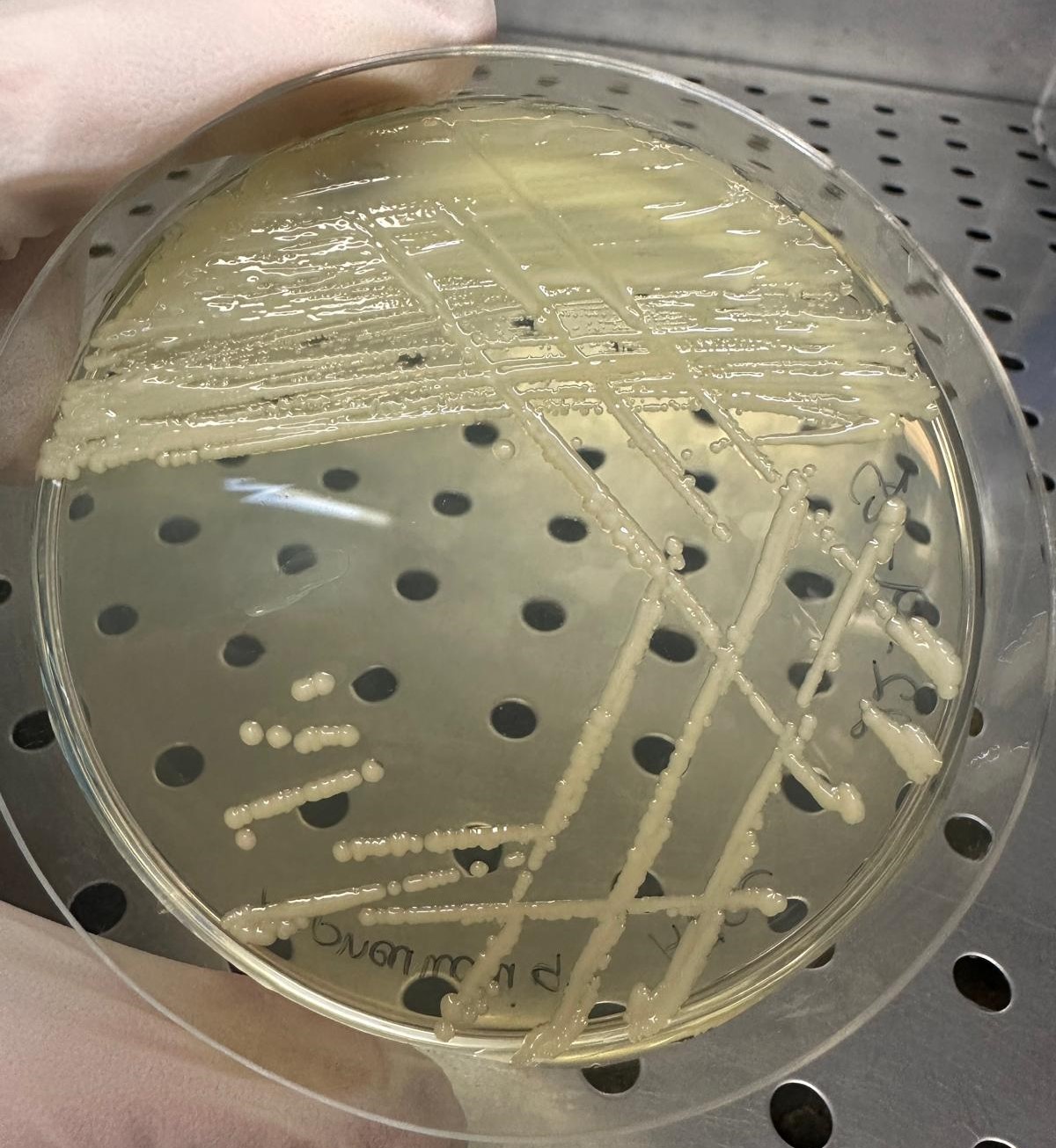 campione microbiologico puro